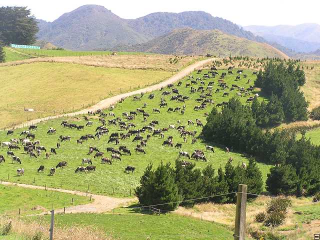 NZ leden-unor 2006 105.jpg